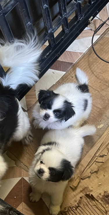 Papillon Shih Tzu Mix 