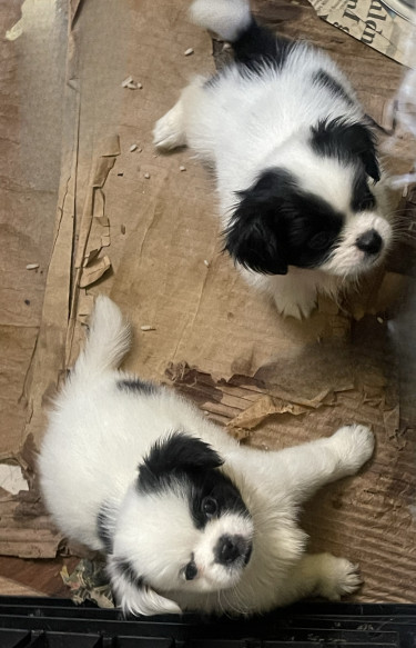 Papillon Shih Tzu Mix 