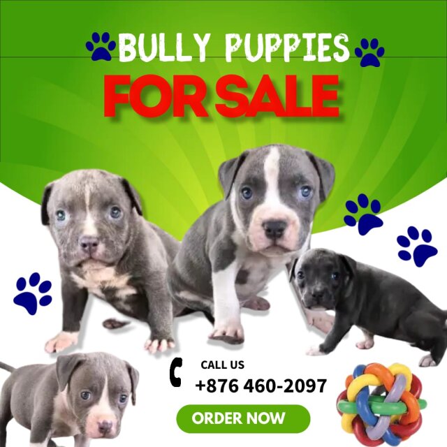 Bully Puppy's