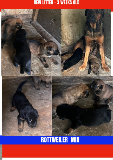 Shepherd /Rottweiler Mix Puppies 