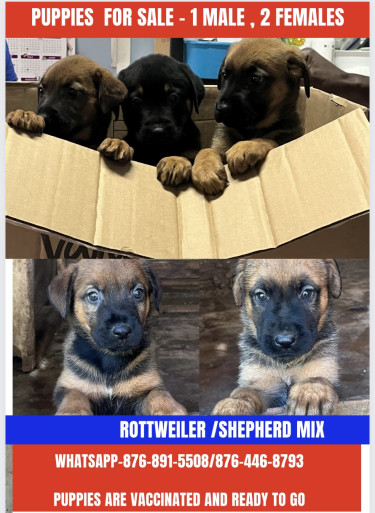 Shepherd /Rottweiler Mix Puppies 