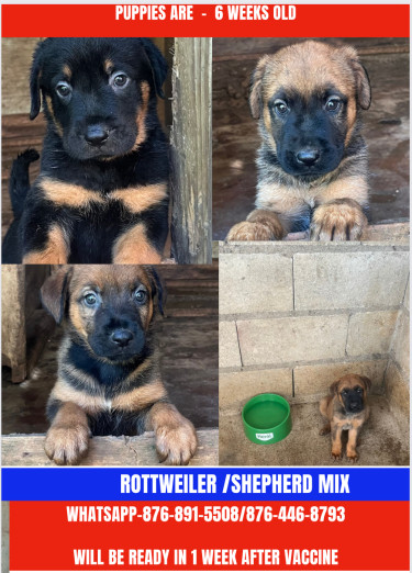 Shepherd /Rottweiler Mix Puppies 