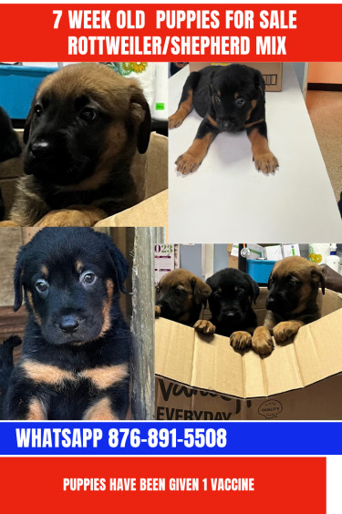 Shepherd /Rottweiler Mix Puppies 