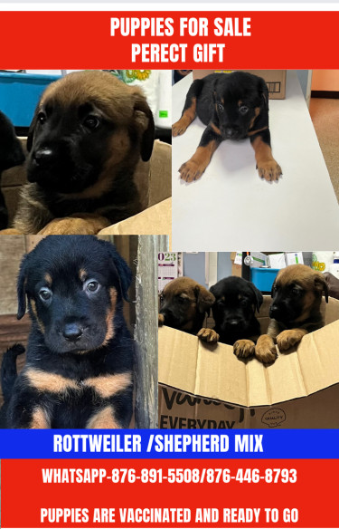 Shepherd /Rottweiler Mix Puppies 