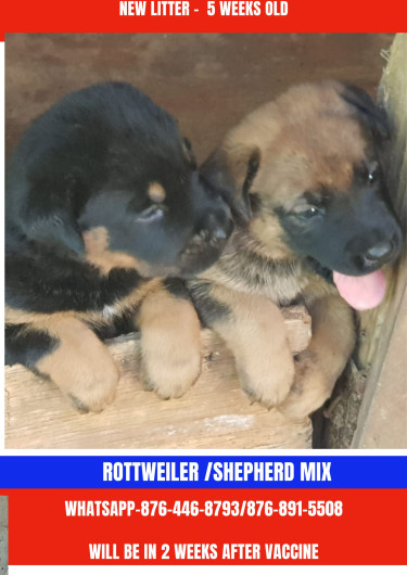 Shepherd /Rottweiler Mix Puppies 