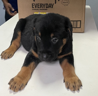 Shepherd /Rottweiler Mix Puppies 