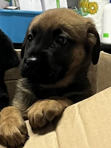 Shepherd /Rottweiler Mix Puppies 