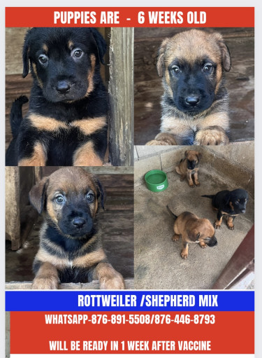 Shepherd /Rottweiler Mix Puppies 