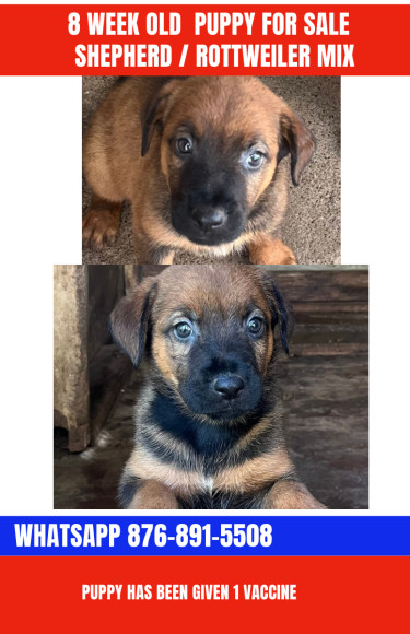 Shepherd /Rottweiler Mix Puppies 