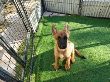 Belgian Malinois X German Shepherd Mix