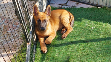 Belgian Malinois X German Shepherd Mix