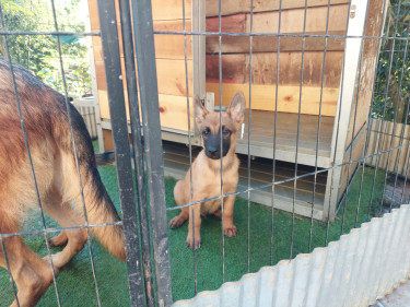 Belgian Malinois X German Shepherd Mix