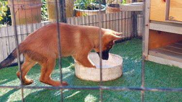 Belgian Malinois X German Shepherd Mix