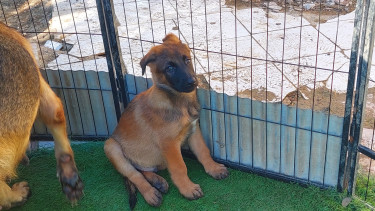 Belgian Malinois X German Shepherd Mix