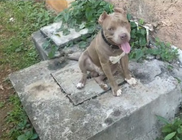 American Bully Up For Stud 
