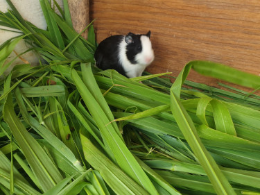 Guinea Pig