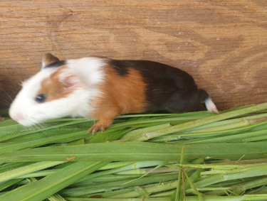 Guinea Pig