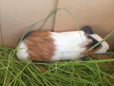 Guinea Pig