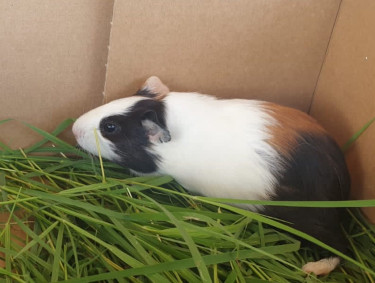 Guinea Pig