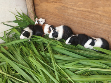 Guinea Pig