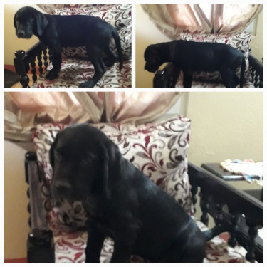 12 Week Old Rottweiler/Great Dane Fully Vaccinated