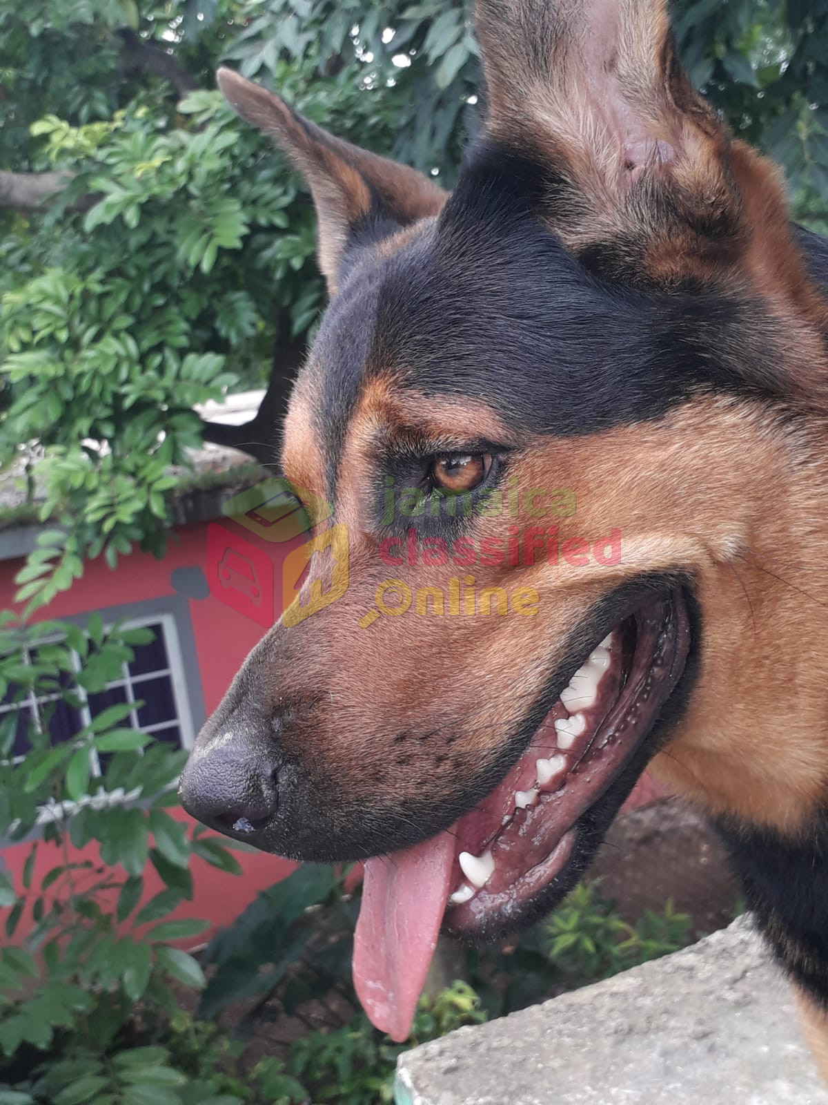 For Sale: Rottweiler X Malinois Pups - Portmore