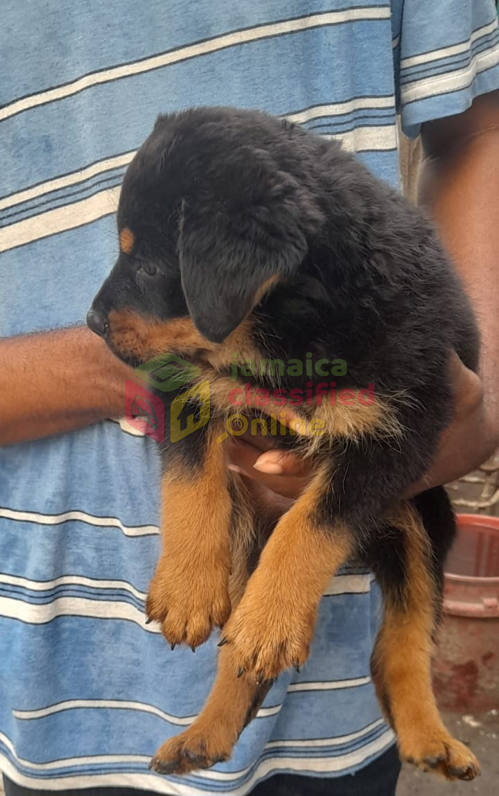 For Sale: Rottweiler X Malinois Pups - Portmore