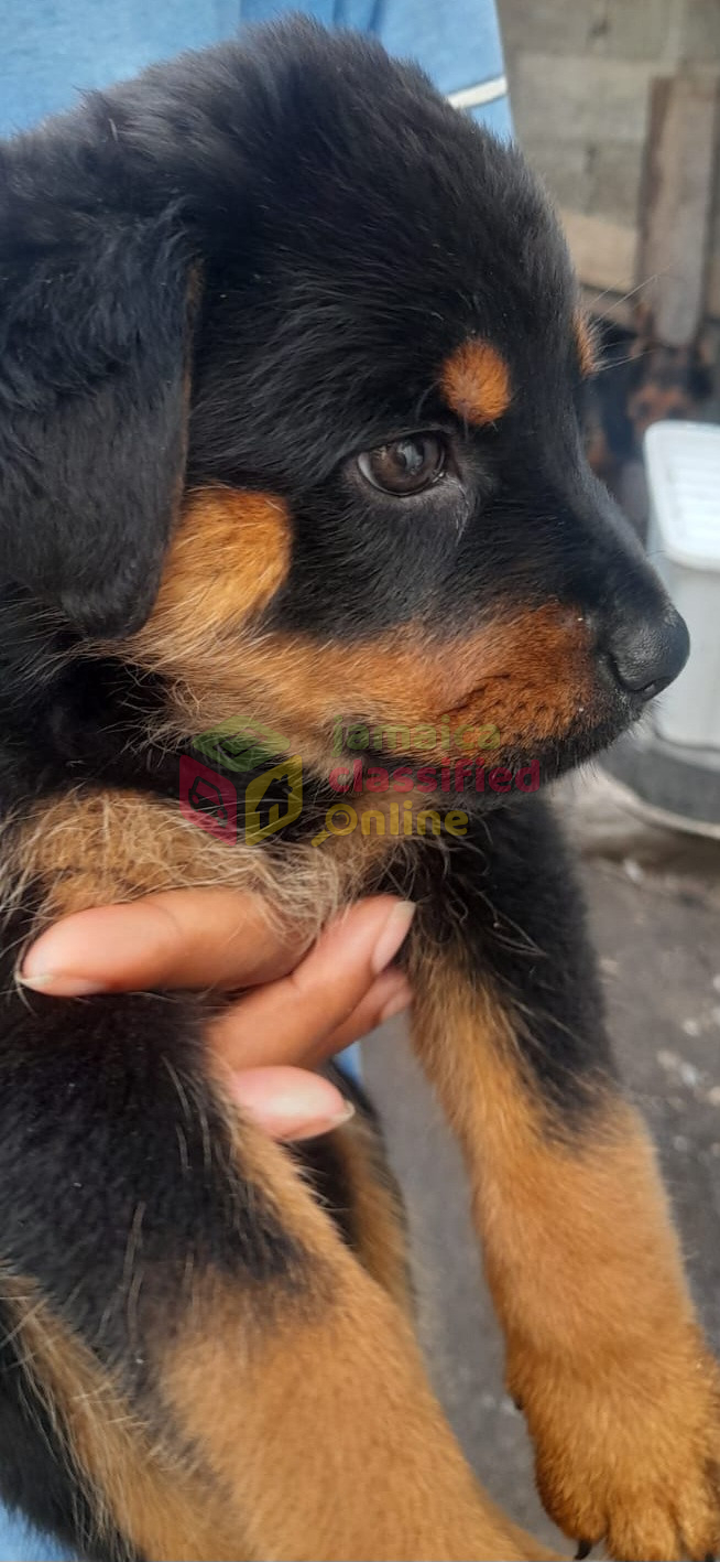 For Sale: Rottweiler X Malinois Pups - Portmore