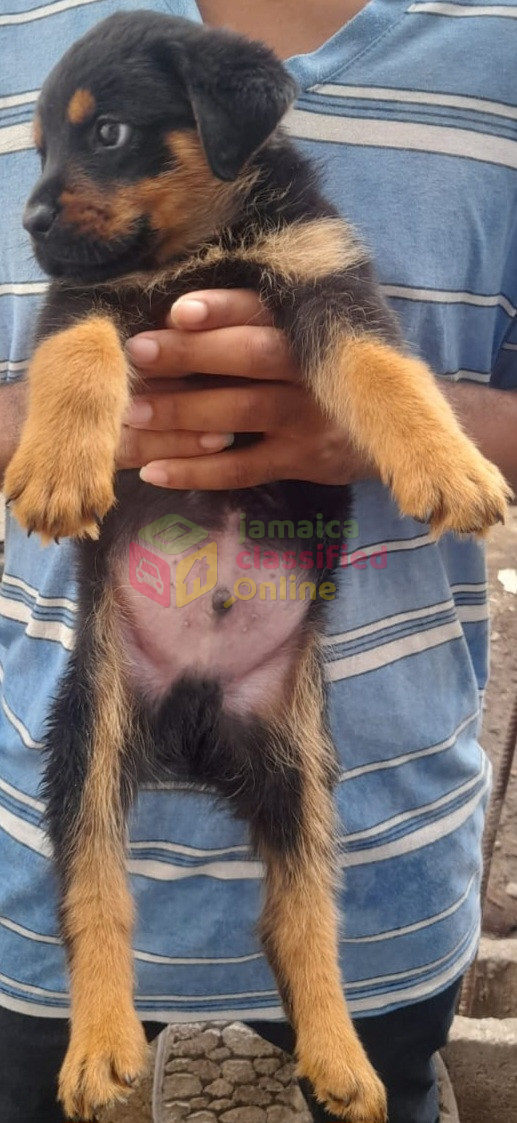 For Sale: Rottweiler X Malinois Pups - Portmore
