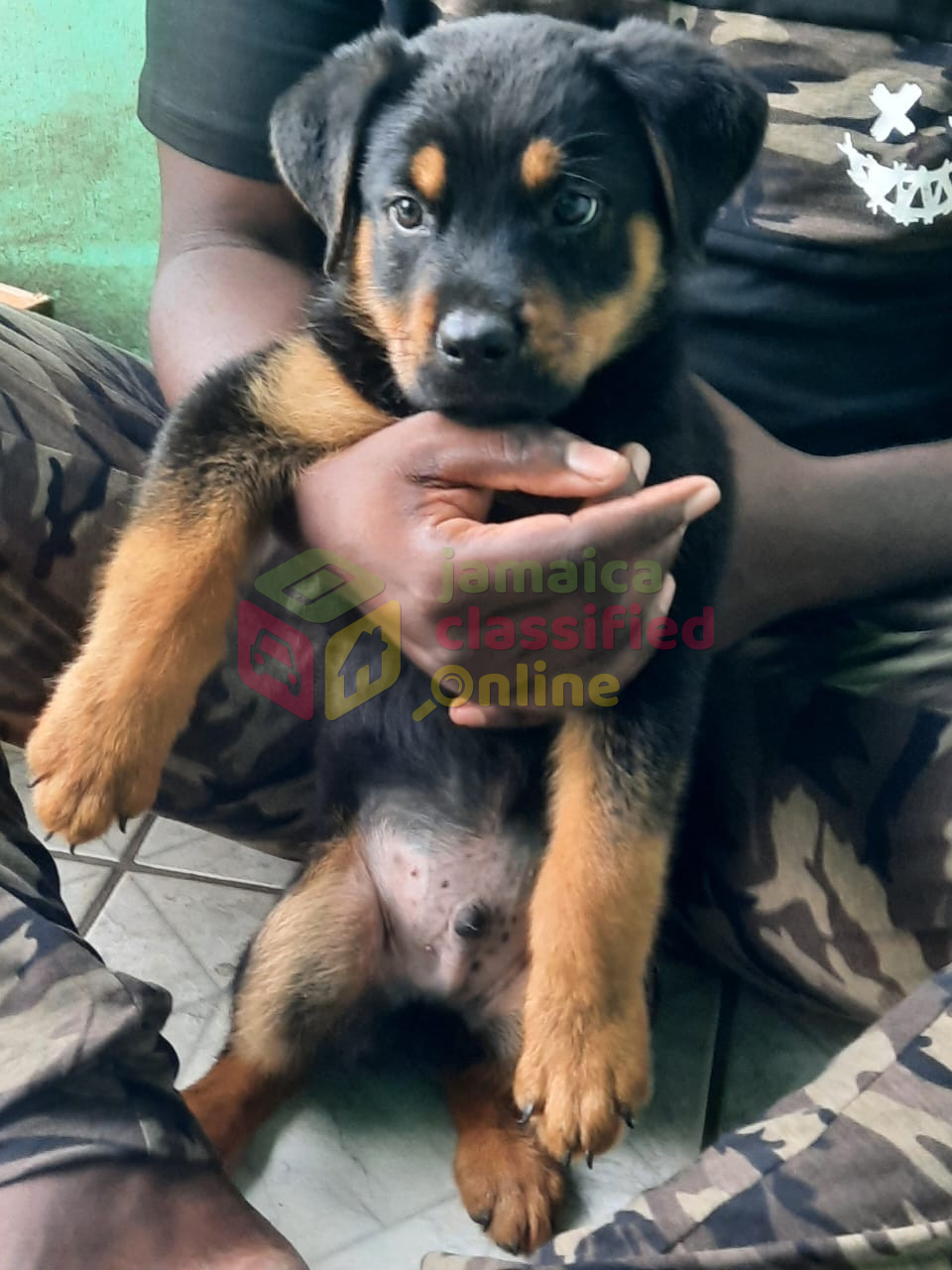 For Sale: Rottweiler X Malinois Pups - Portmore