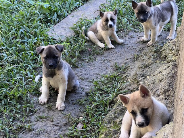 AKITA PUPPIES FOR SALE