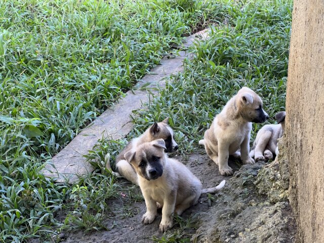AKITA PUPPIES FOR SALE
