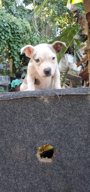 Bully/pitbull Female Puppy Available