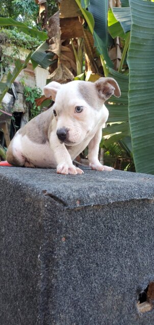 Bully/pitbull Female Puppy Available