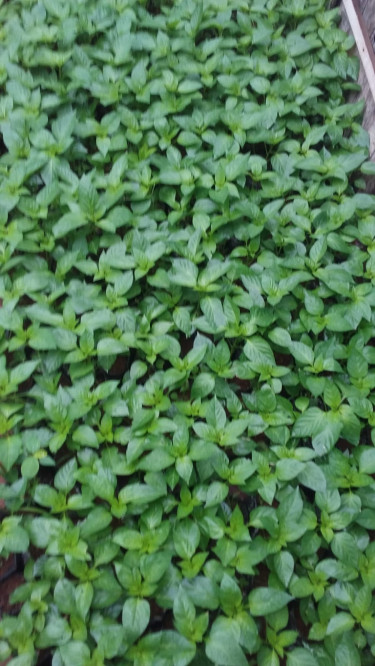 PEPPER SEEDLINGS