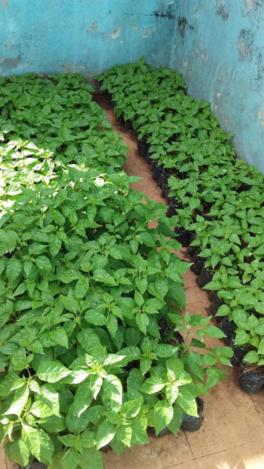 PEPPER SEEDLINGS