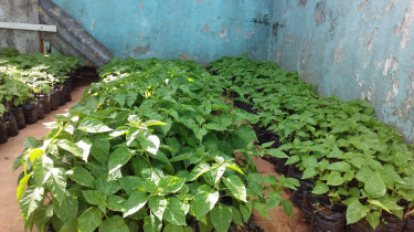 PEPPER SEEDLINGS