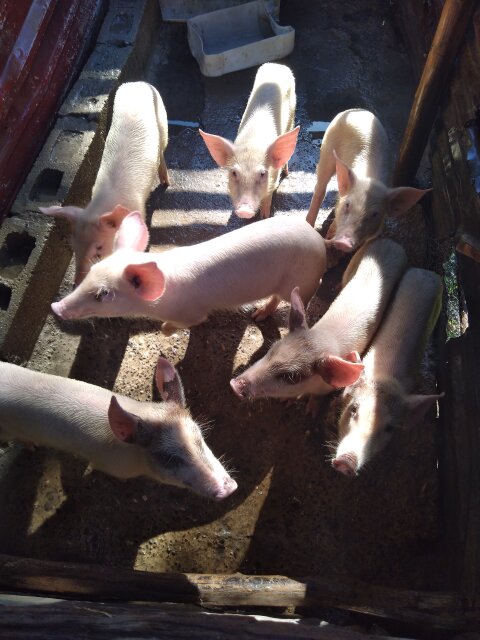 Young Pigs