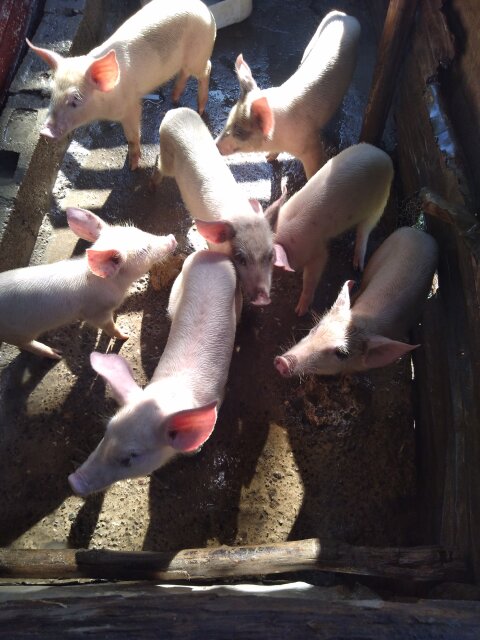 Young Pigs