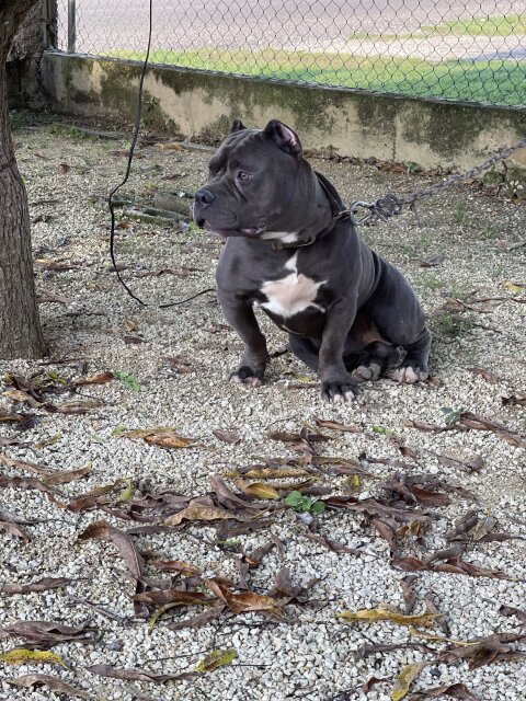 Blue Male Bully Available For Stud Services