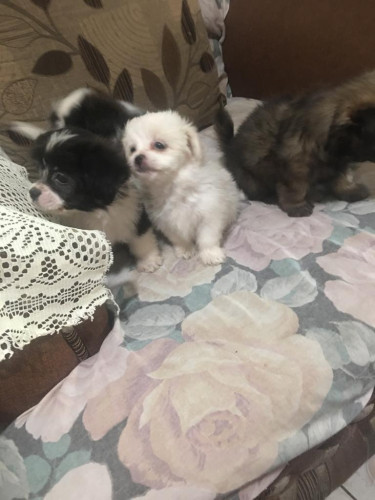 Shitzu Puppies 