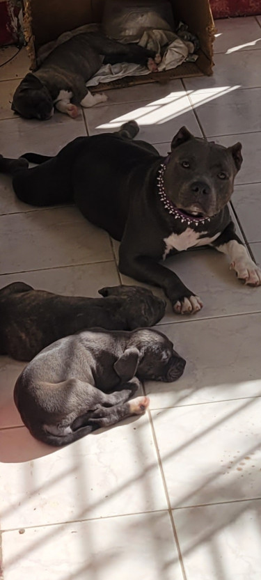 Purebred Female Pitbull Puppies 