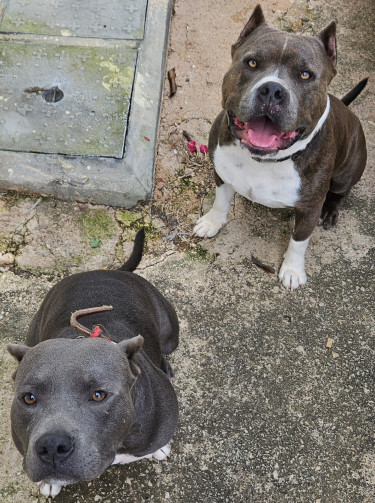 Purebred Female Pitbull Puppies 