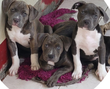 Purebred Female Pitbull Puppies 