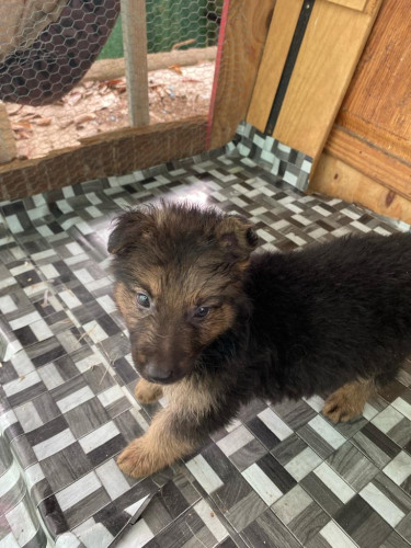 German Shepherd Puppies