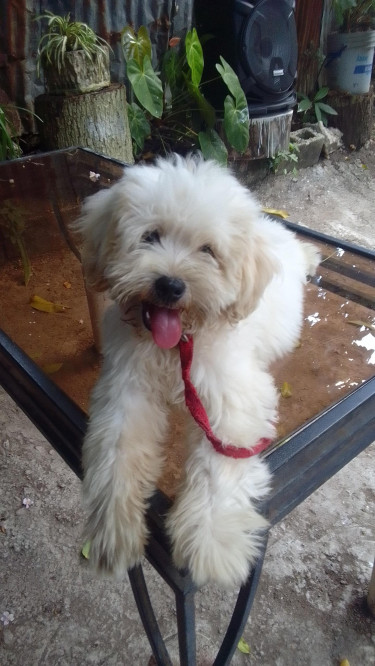 8 Month Old Male Shihpoo 