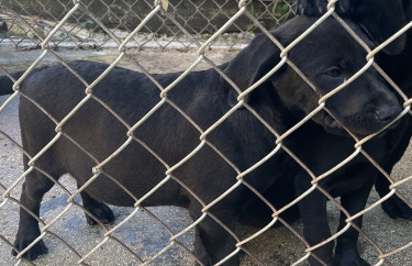 Labrador Retriever X Brazilian Mastiff