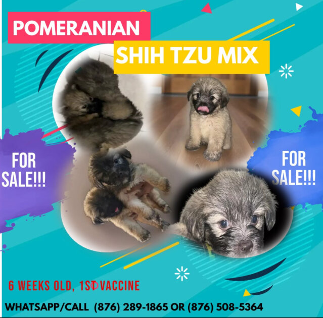 Pomeranian Shih Tzu Mix