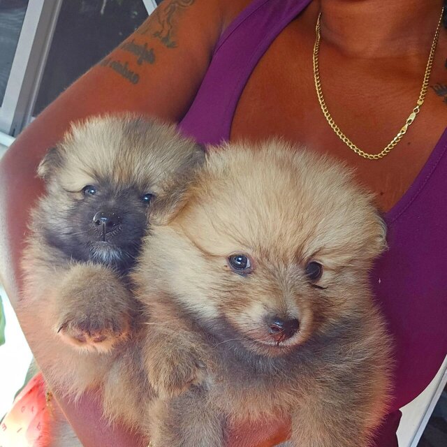 Full Breed Pomeranian Puppies Available