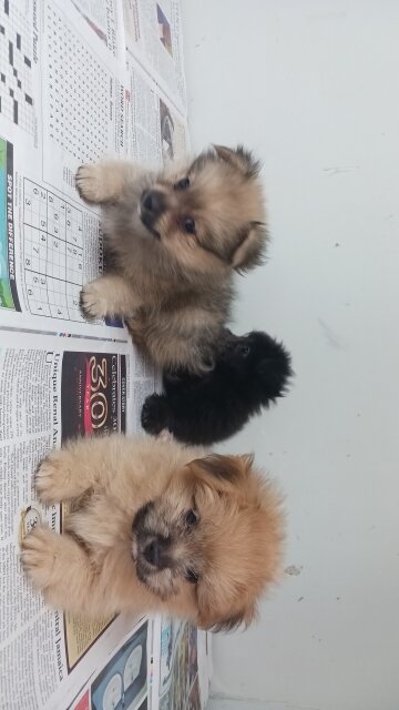 Pomeranian Shihtzu Puppies